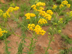 Nidorella auriculata