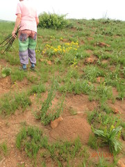 Nidorella auriculata