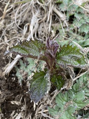 Urtica platyphylla