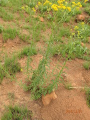 Nidorella auriculata