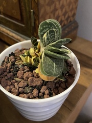 Gasteria gracilis