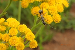 Nidorella auriculata