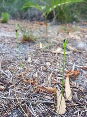 Pterostylis nigricans