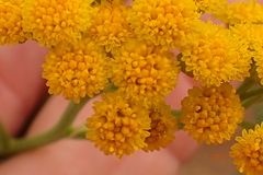 Nidorella auriculata