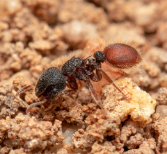 Meranoplus diversus