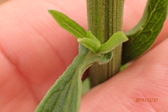 Nidorella auriculata