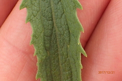 Nidorella auriculata