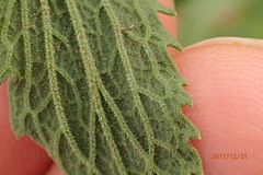 Nidorella auriculata