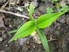 Cornus officinalis