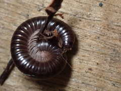 Cylindroiulus londinensis