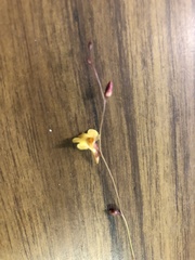 Utricularia chrysantha