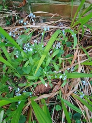 Myosotis