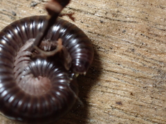 Cylindroiulus londinensis