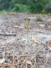 Pterostylis nigricans