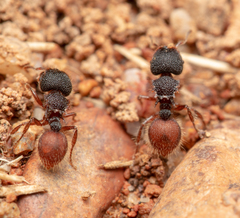Meranoplus diversus