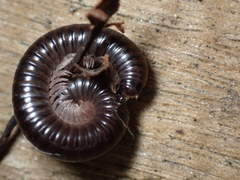 Cylindroiulus londinensis