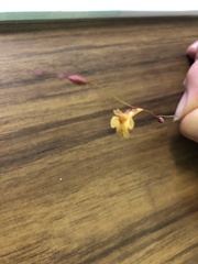 Utricularia chrysantha