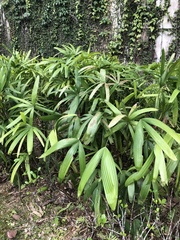 Rhapis excelsa