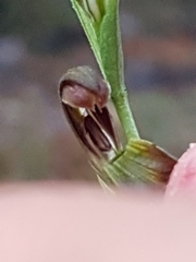 Pterostylis nigricans