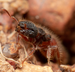 Meranoplus diversus