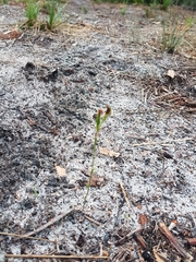 Pterostylis nigricans