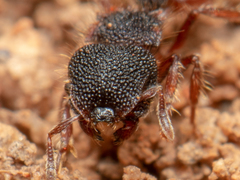 Meranoplus diversus