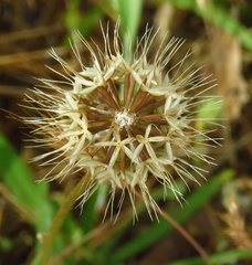 Microseris douglasii douglasii