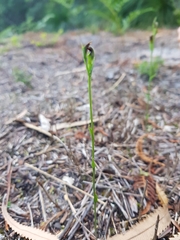 Pterostylis nigricans