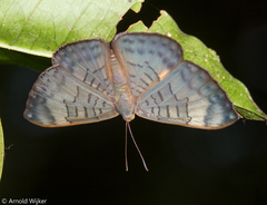 Emesis fastidiosa
