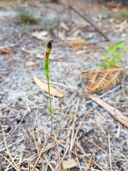 Pterostylis nigricans