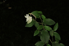 Saururus chinensis