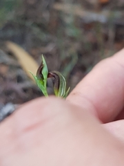 Pterostylis nigricans
