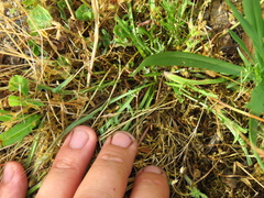 Microseris douglasii douglasii