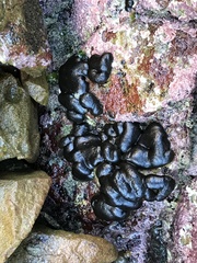 Codium convolutum