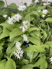 Allium ursinum