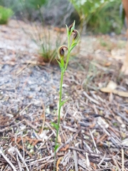 Pterostylis nigricans
