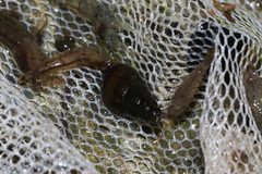 Semisulcospiridae