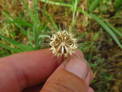 Microseris douglasii douglasii