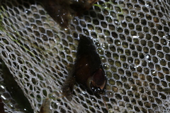 Semisulcospiridae
