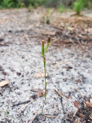 Pterostylis nigricans