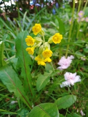 Primula veris