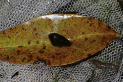 Semisulcospiridae