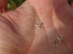 Microseris douglasii douglasii