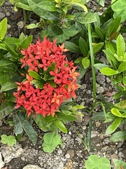 Ixora