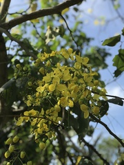 Cassia fistula
