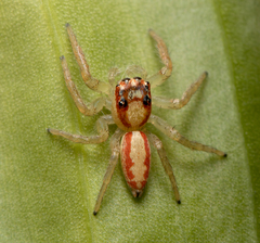 Cytaea alburna