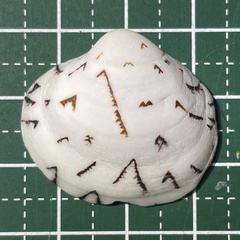 Lioconcha castrensis