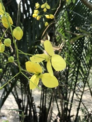 Cassia fistula