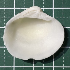 Lioconcha castrensis