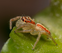 Cytaea alburna